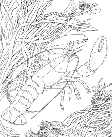 Crawdad Crayfish Coloring Page